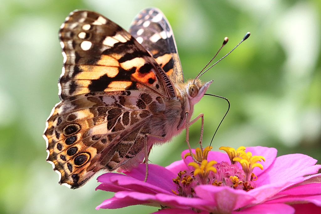 Painted Lady