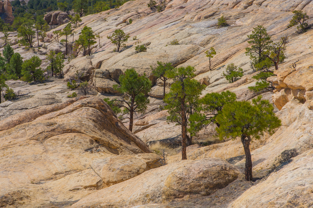 Trees, _DS37302