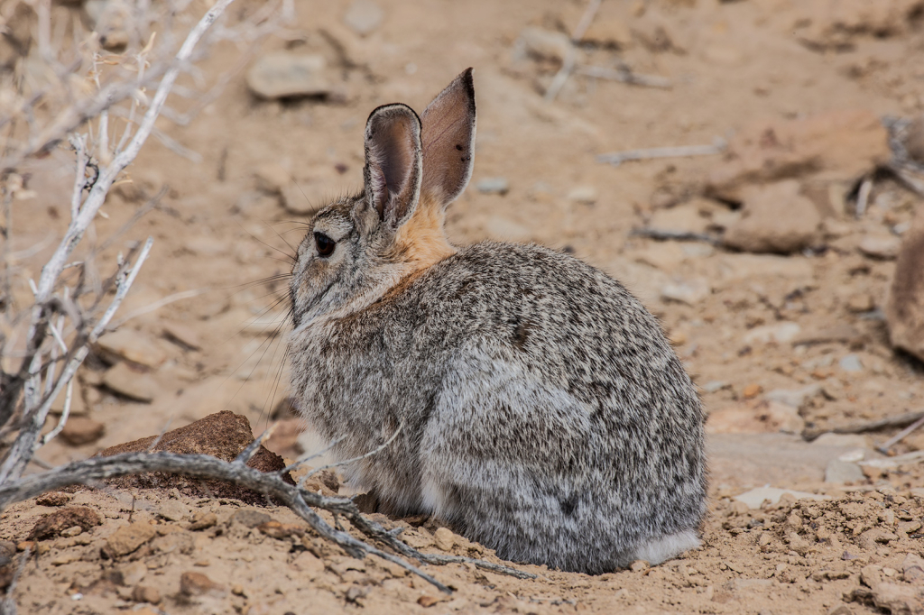 Jackrabbit, _DS37779