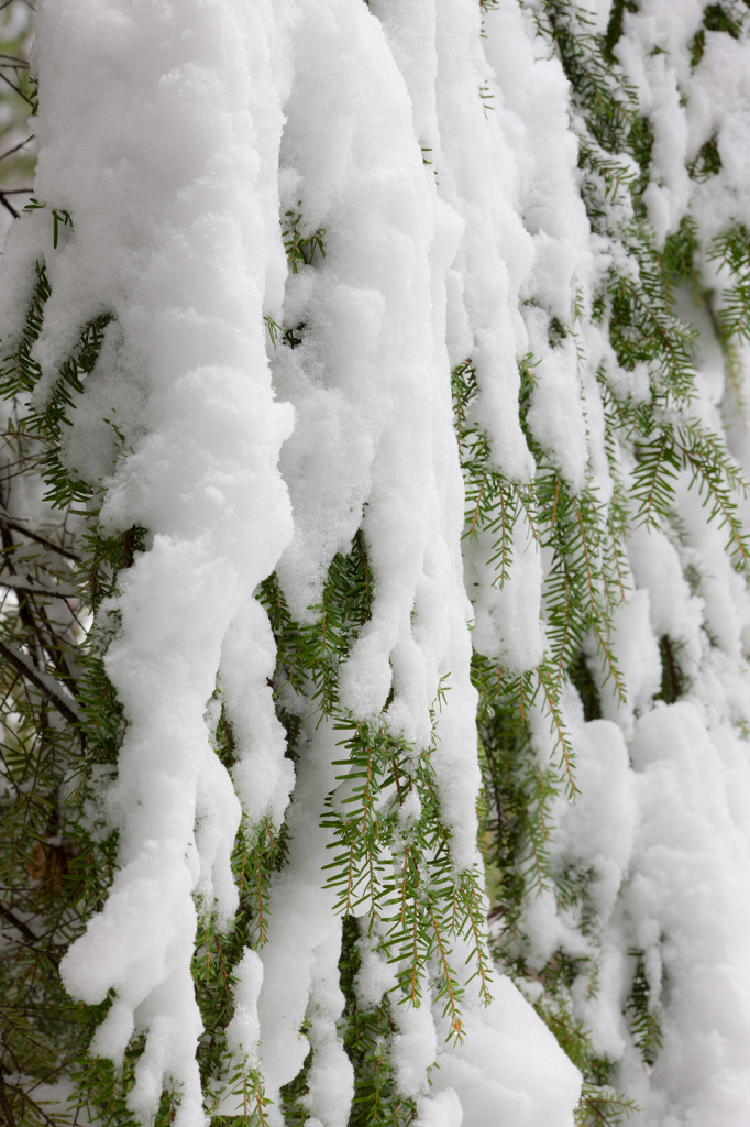 Trees in Snow, _DS30186