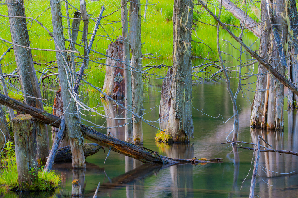 Drowned Trees, _DS34442
