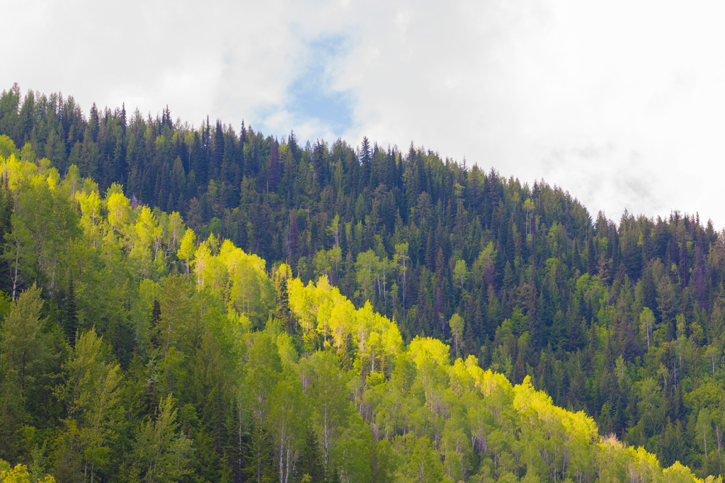 Trees, _DS34488