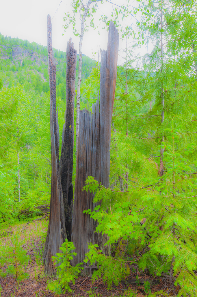 Tree Stump, _DS34643