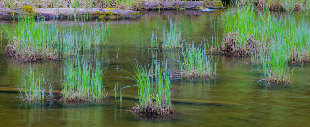 Reeds, _DS35009
