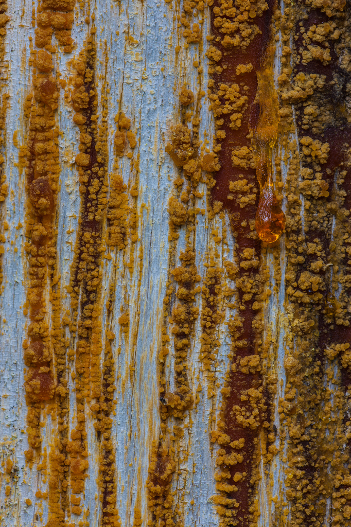 Tree Sap, _DS36925