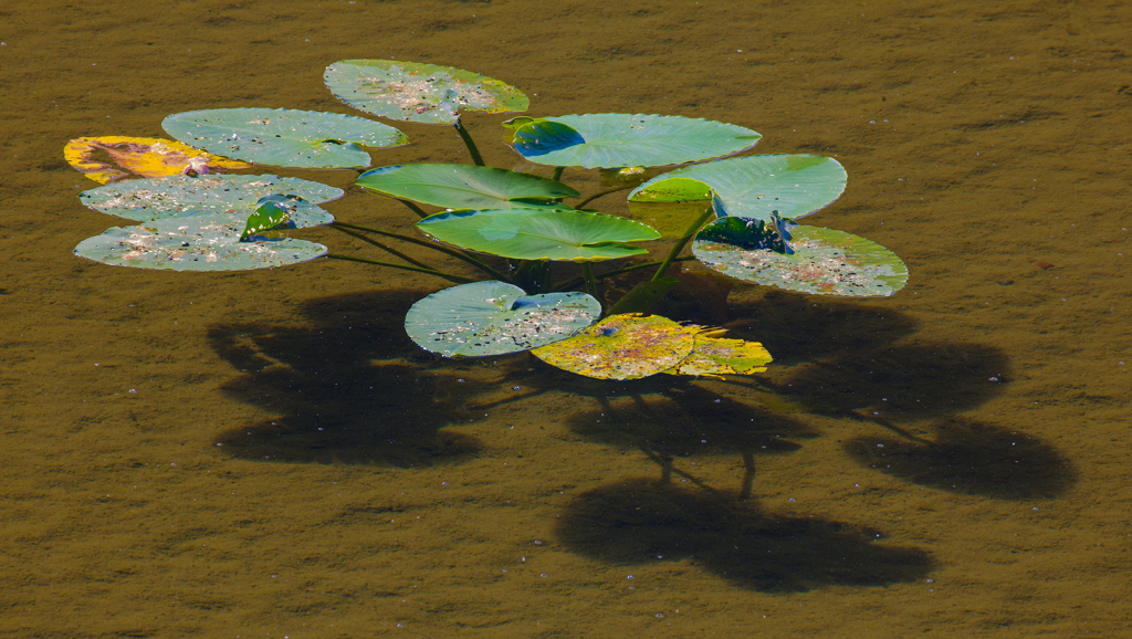 Lily Pads, _DS37887
