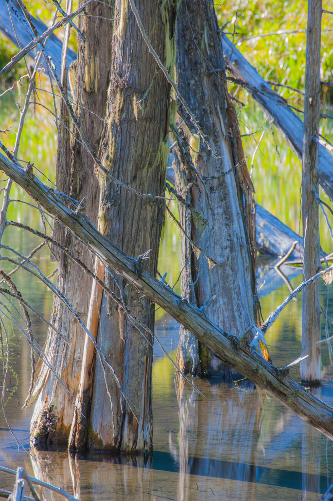 Drowned Trees, _DS37892
