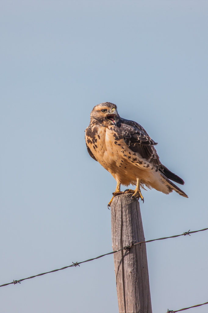 Hawk, _DS38469