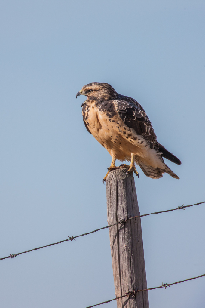 Hawk, _DS38471