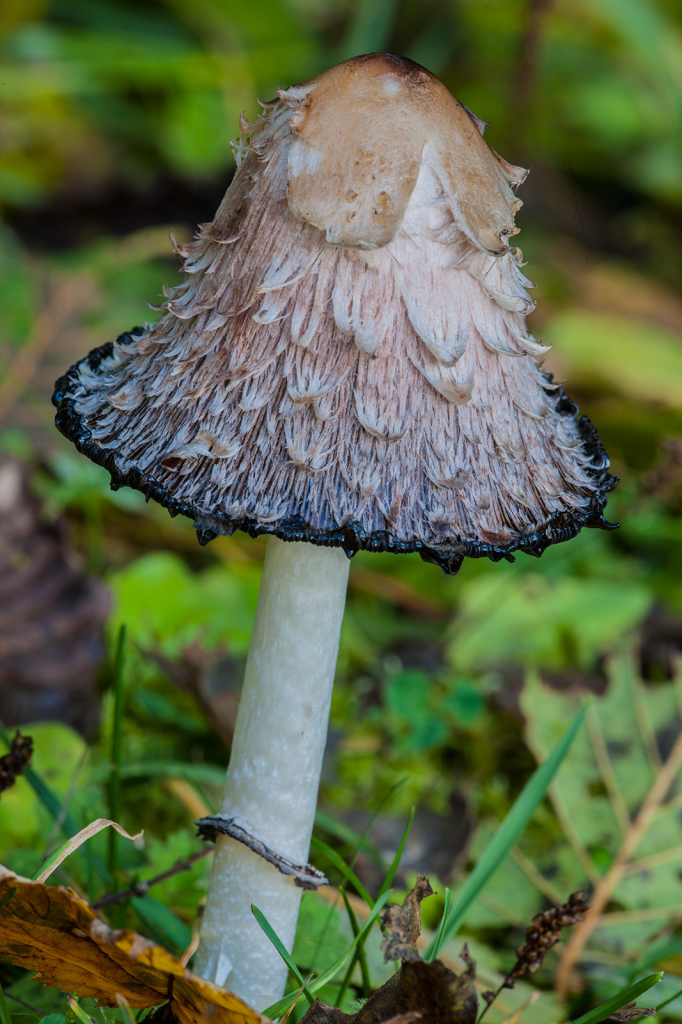 Mushroom, _DS38626