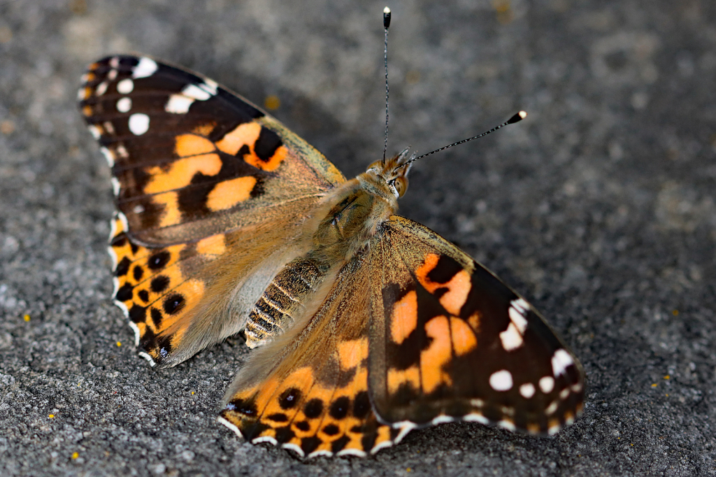 Painted Lady 2