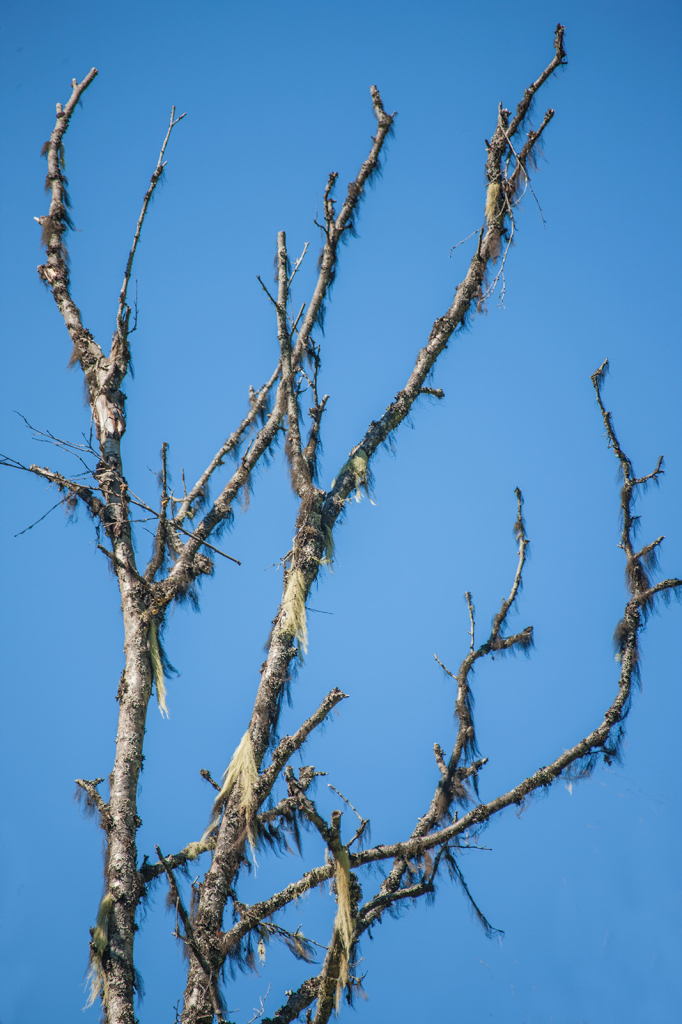 Old Tree, _DS30808