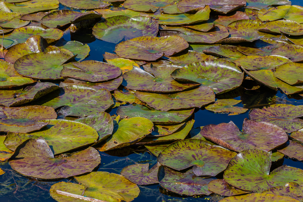Lily Pads, _DS30136