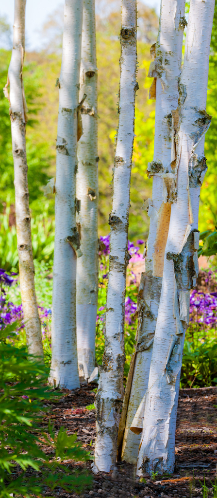 Trees, _DS30138