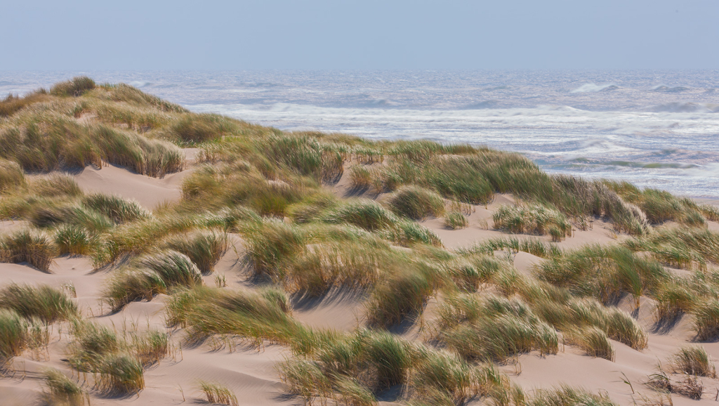 Dune Grass, _DS30147