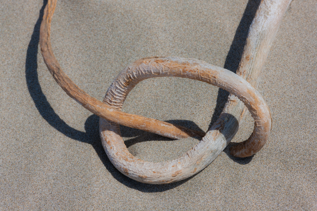 Kelp, _DS30196