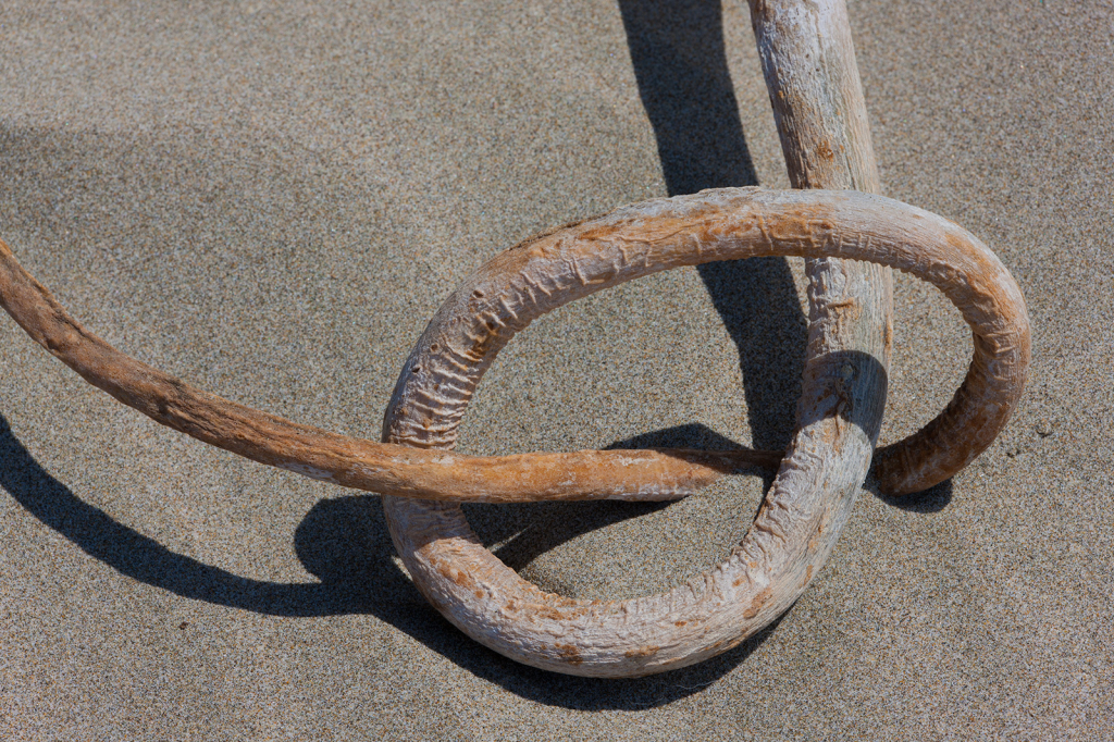 Kelp _DS30198