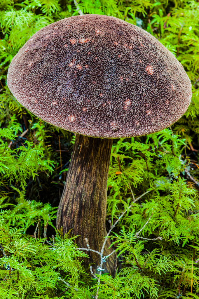 Mushroom, _DS33461