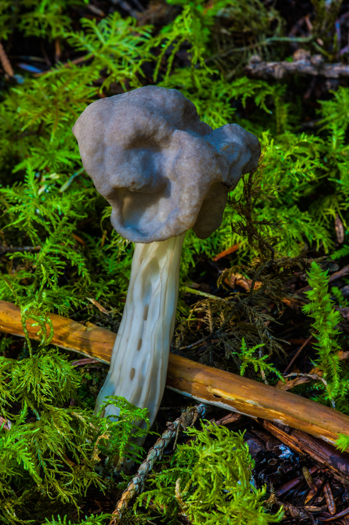 Mushroom, _DS33466
