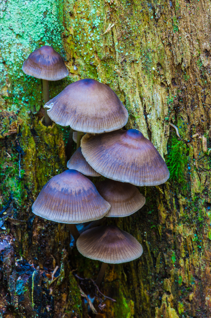 Mushroom, _DS33468