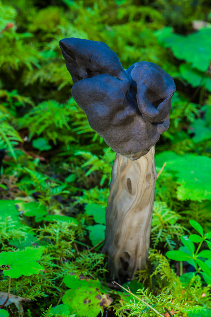 Mushroom, _DS33469