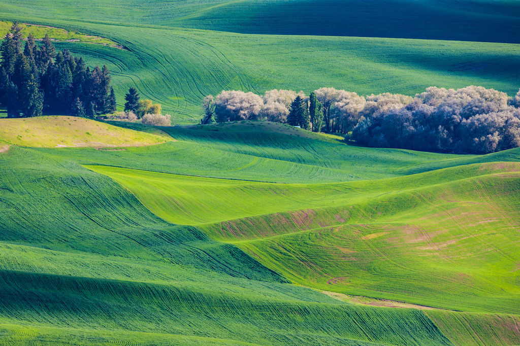 Palouse, _DS32962