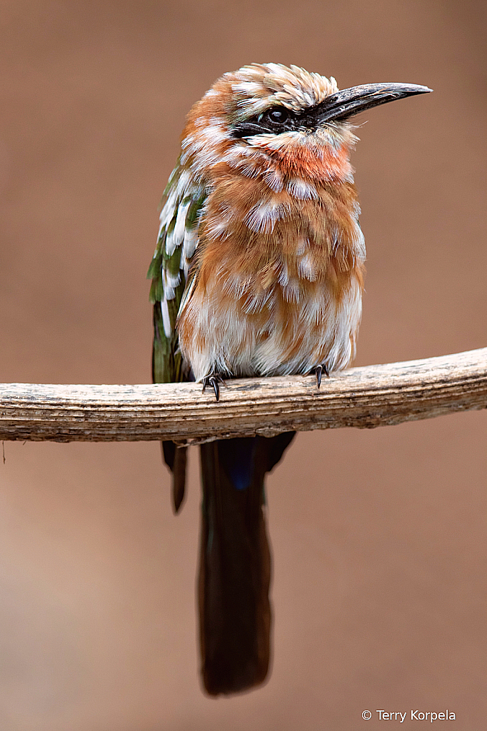 White-fronted Bee-eater