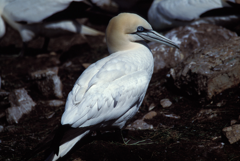 Gannet27