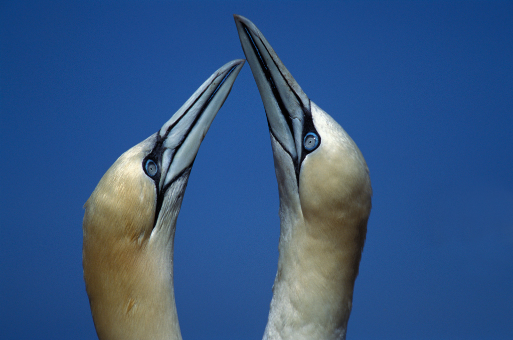 Gannet 1