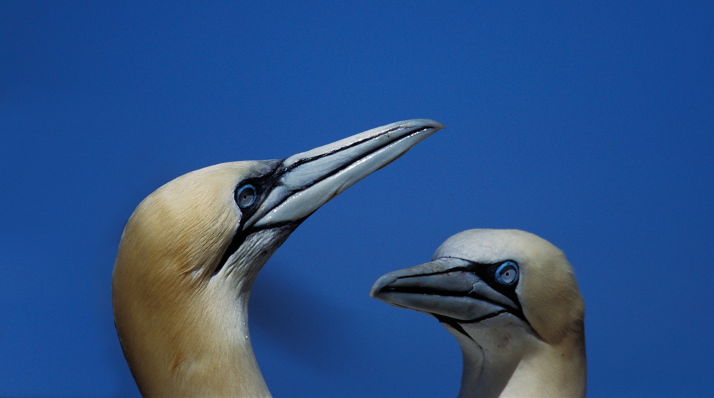 Gannet 2