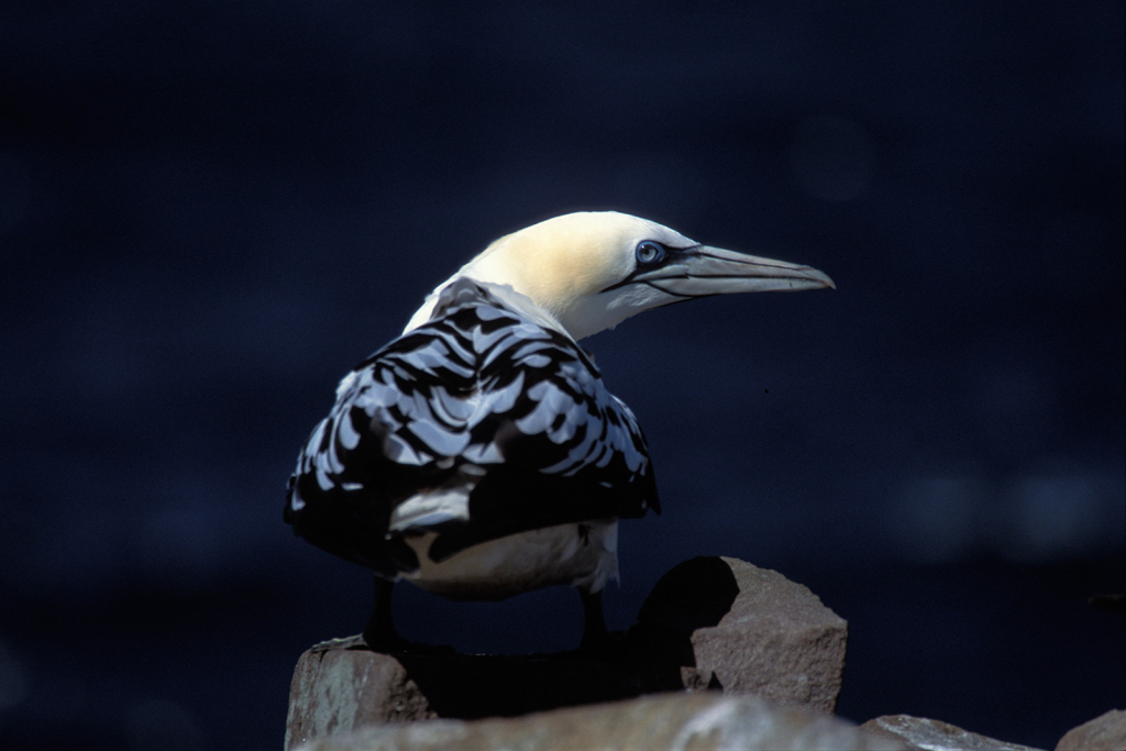 Gannet 3