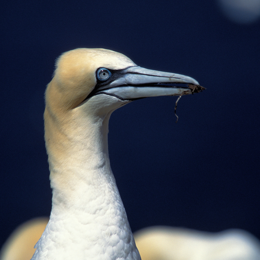 Gannet 4
