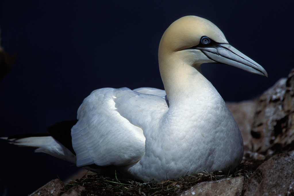 Gannet 6