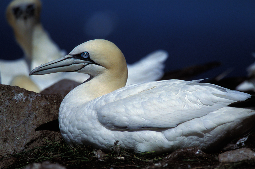 Gannet 7