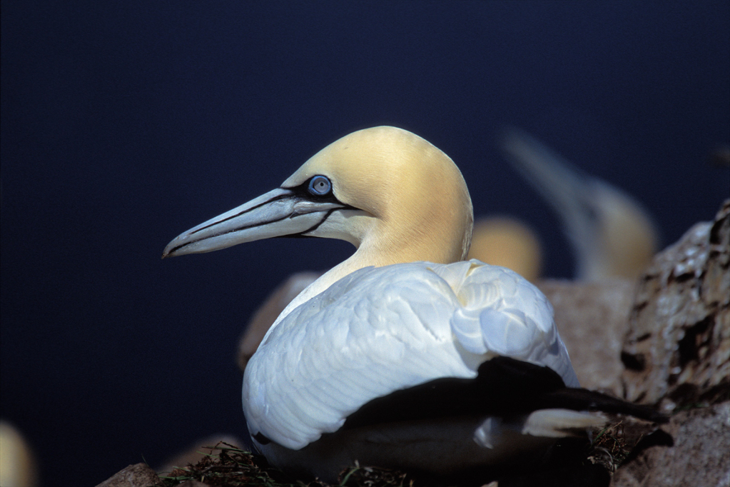 Gannet 8