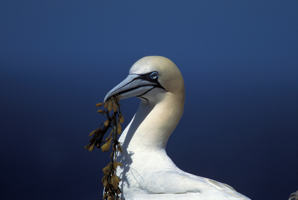 Gannet 10