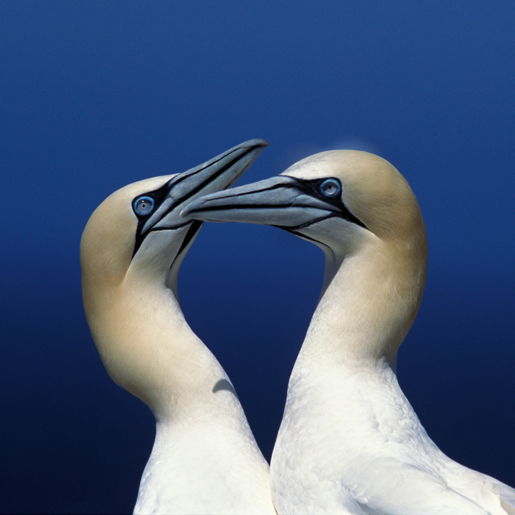 Gannet 9