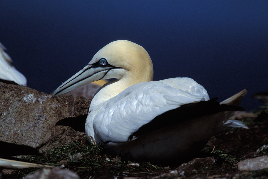 Gannet 12