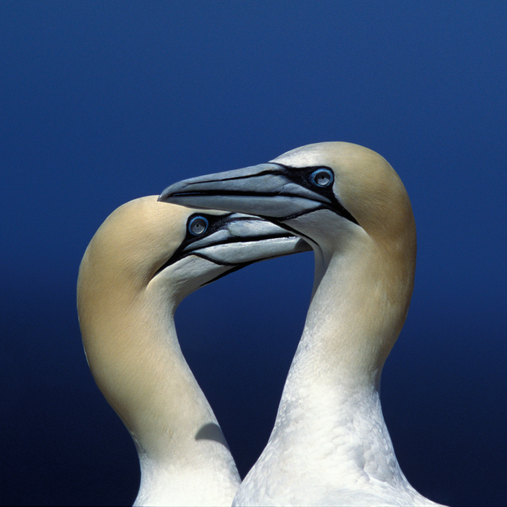Gannet 13