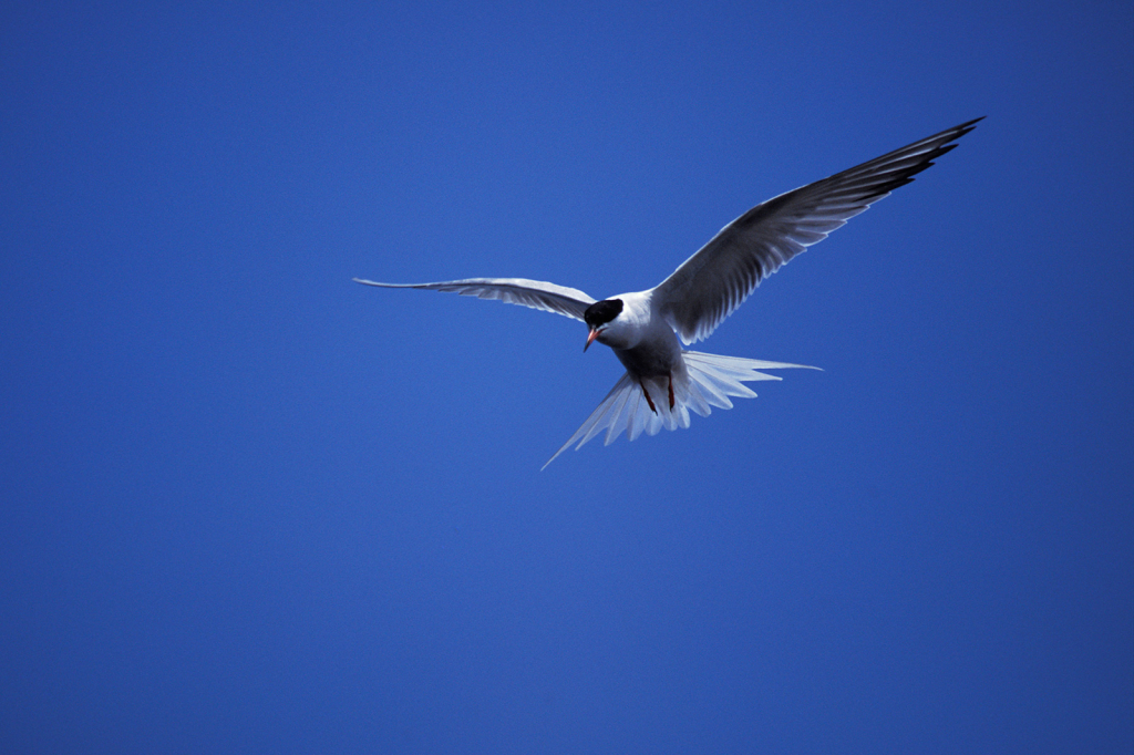 Tern 1 