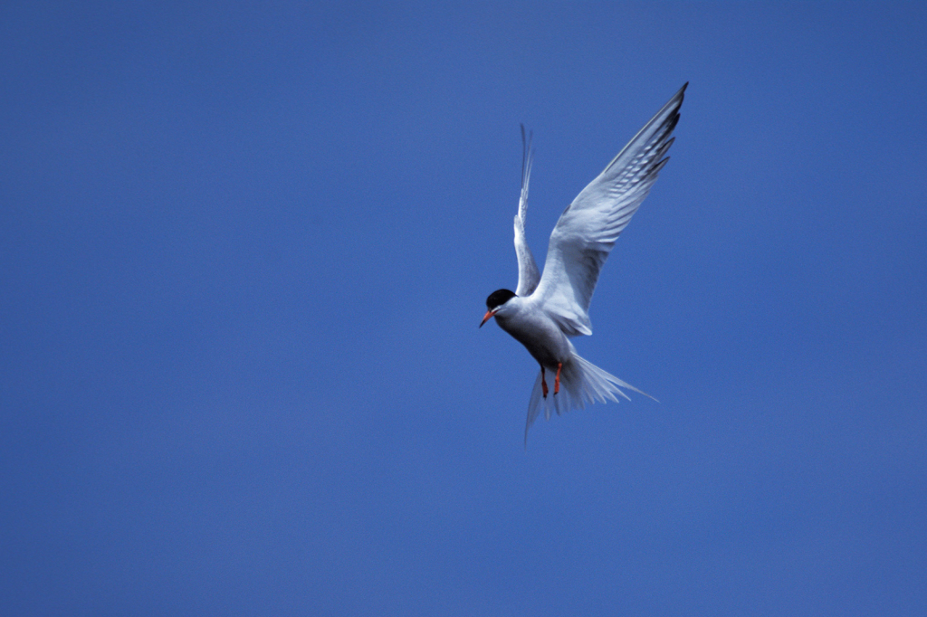 Tern 5