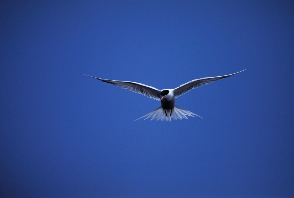 Tern 6