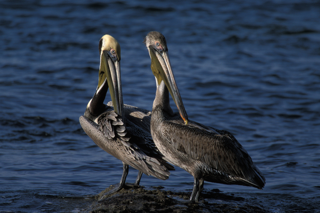 Pelicans 5