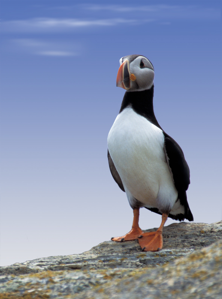 Puffin 1 crop