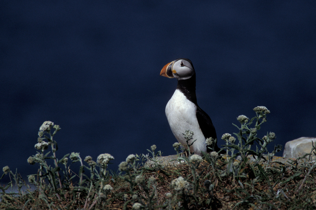 Puffin 2