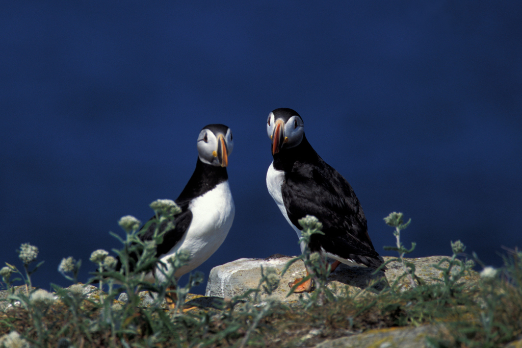 Puffin 9 