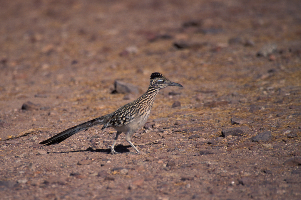 Roadrunner 1