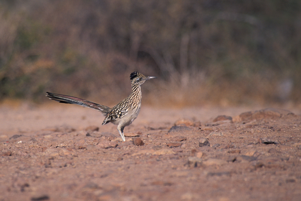Roadrunner 2