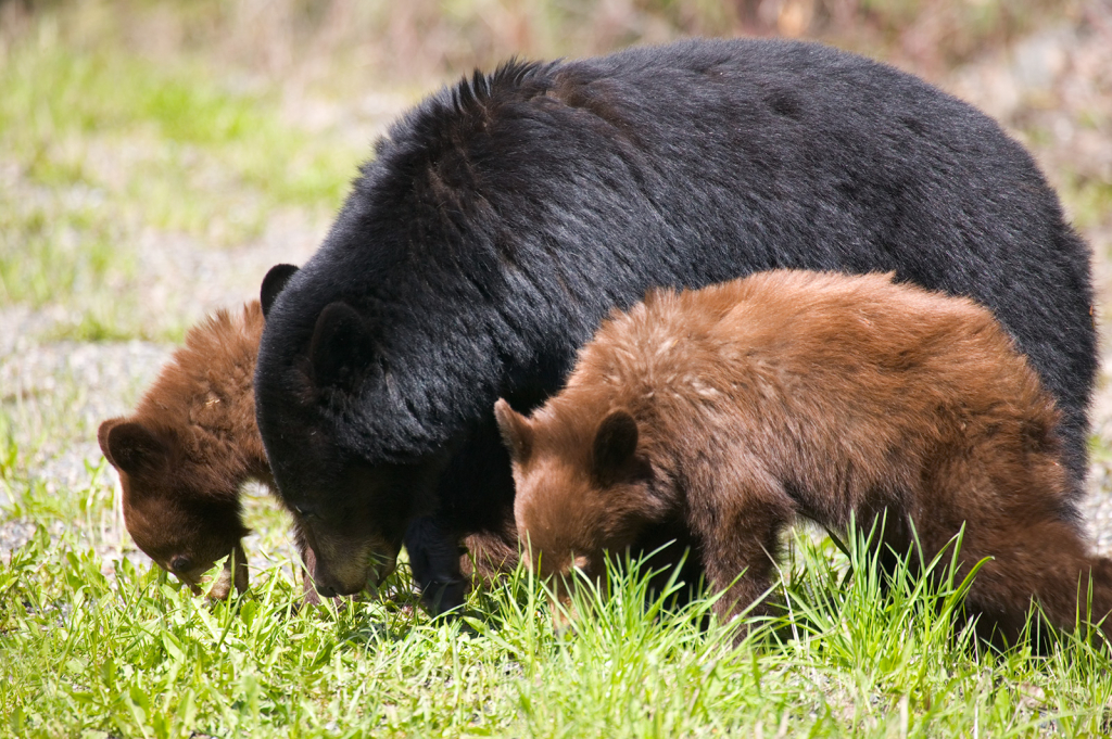 Black Bear Family, 607