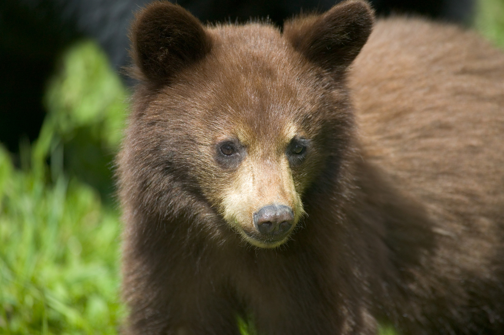 Black Bear Cub, 610